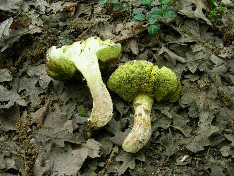 4) Fotografati il 12.06.2012. sotto Quercia (bosco asciutto)